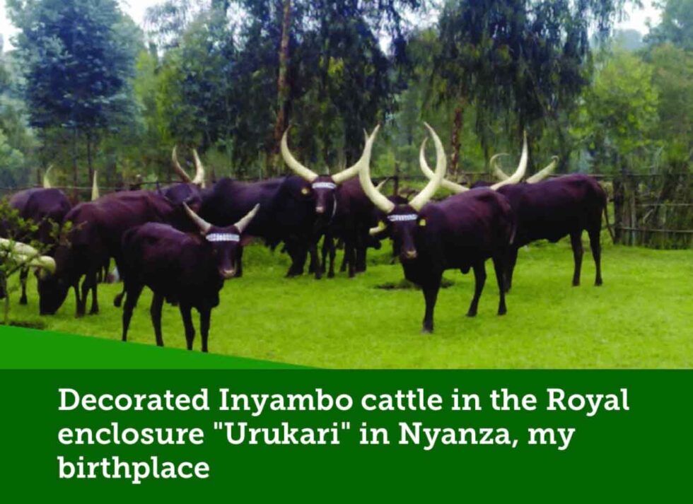 Cattle Farming - Tribert Rujugiro Ayabatwa